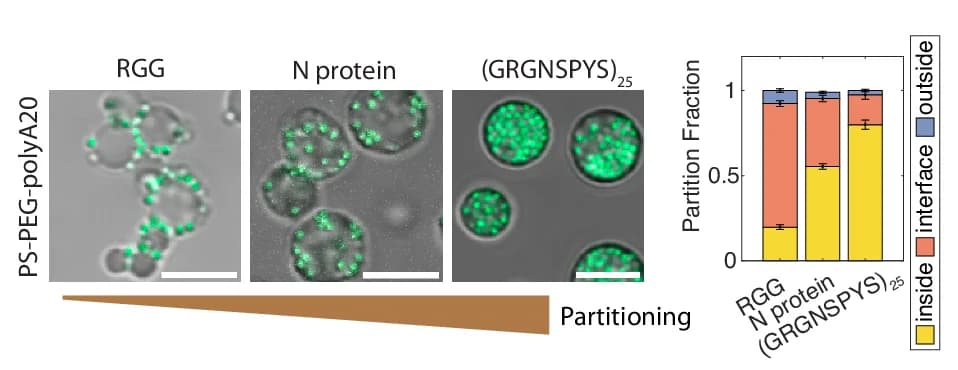 Open access visualization of Stacked Bar Plot, Microscopy, Error Bars, Proteins, PS-PEG-polyA20 Beads