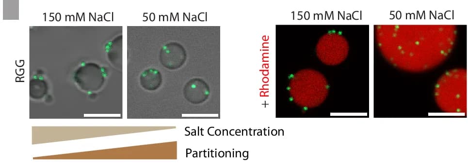 Open access visualization of Microscopy, PS-PEG-polyA20 Beads, RGG, Salt Concentration, Rhodamine