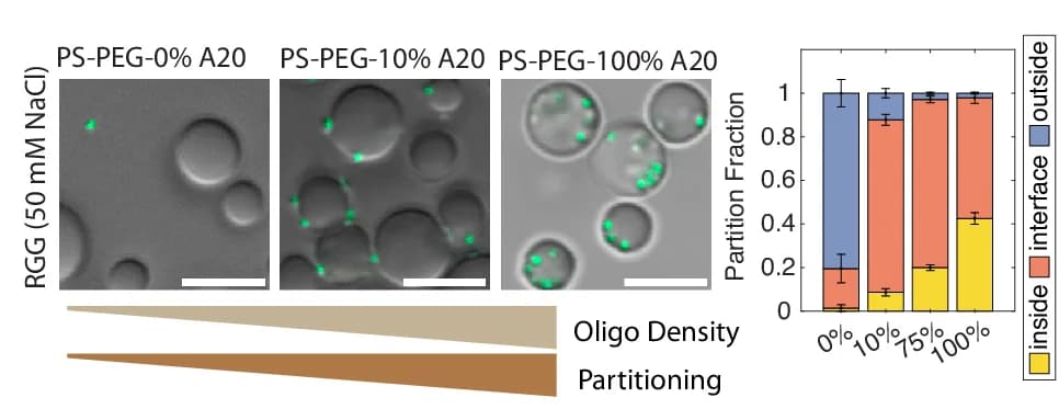 Open access visualization of Bar Plot, Stacked Bar Plot, Error Bars, Microscopy, Beads