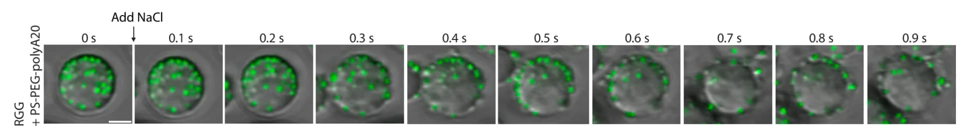 Open access visualization of Microscopy, Time-Lapse Images, Beads, Condensates, RGG