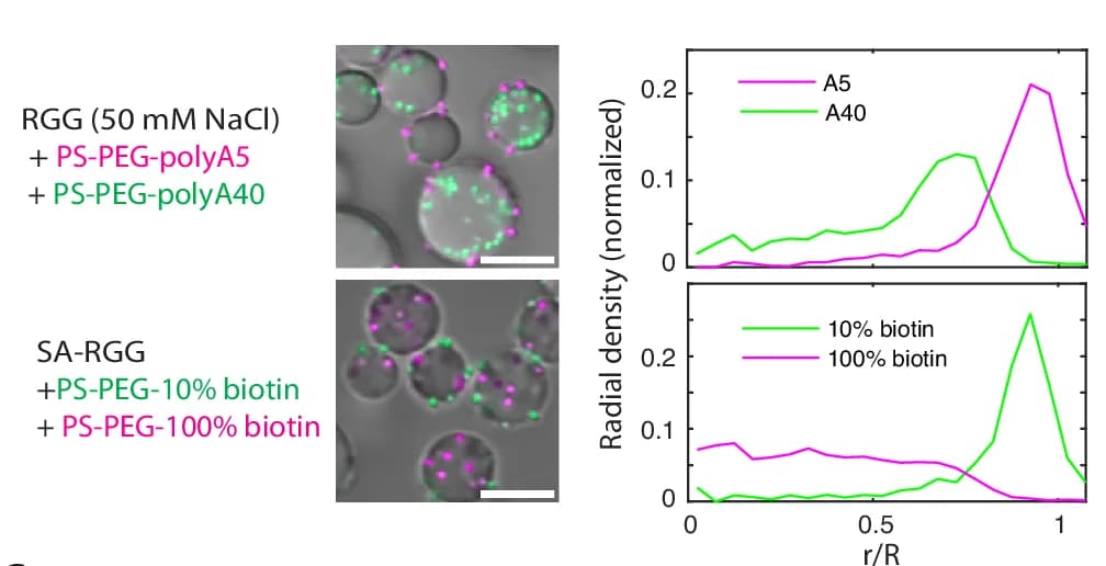 Open access visualization of Line Plot, Microscopy, Condensate Particle, PS-PEG-polyA5, PS-PEG-polyA40