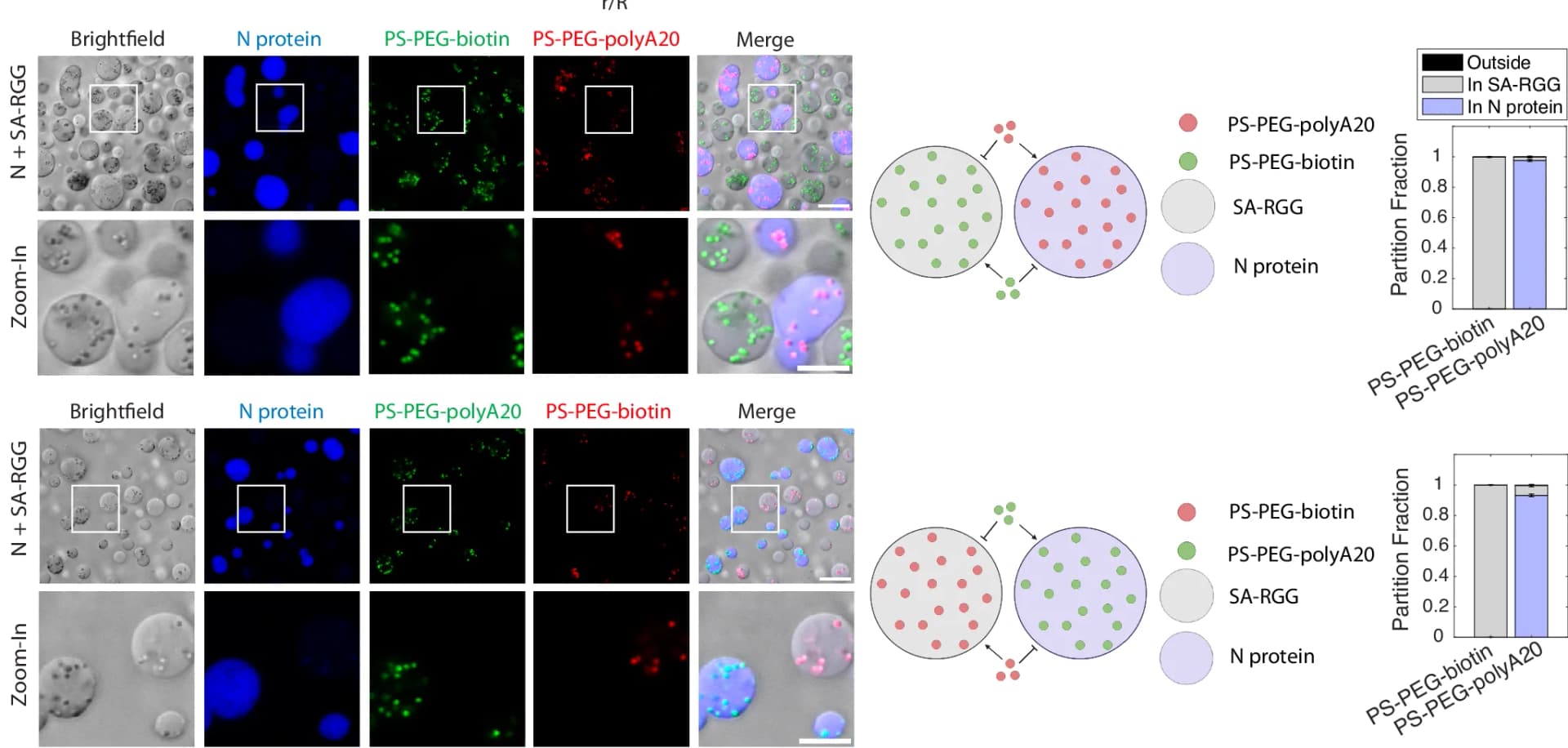 Open access visualization of Bar Plot, Microscopy, Illustration, SA-RGG, AF647-Labeled N Protein