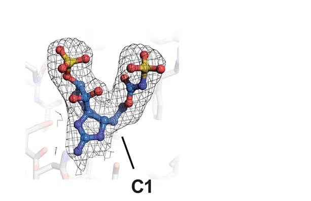 Open access visualization of Protein Structure, Chemical Structure, 2Fo-Fc Density, C1