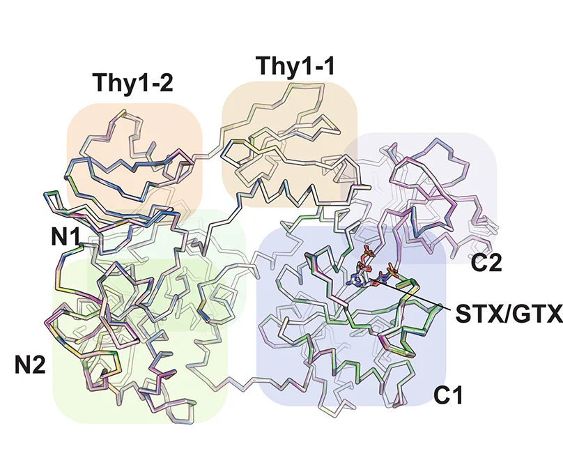 Open access visualization of Protein Structure, Chemical Structure, Superposition, Np Sxph:STX, Np Sxph:dcSTX