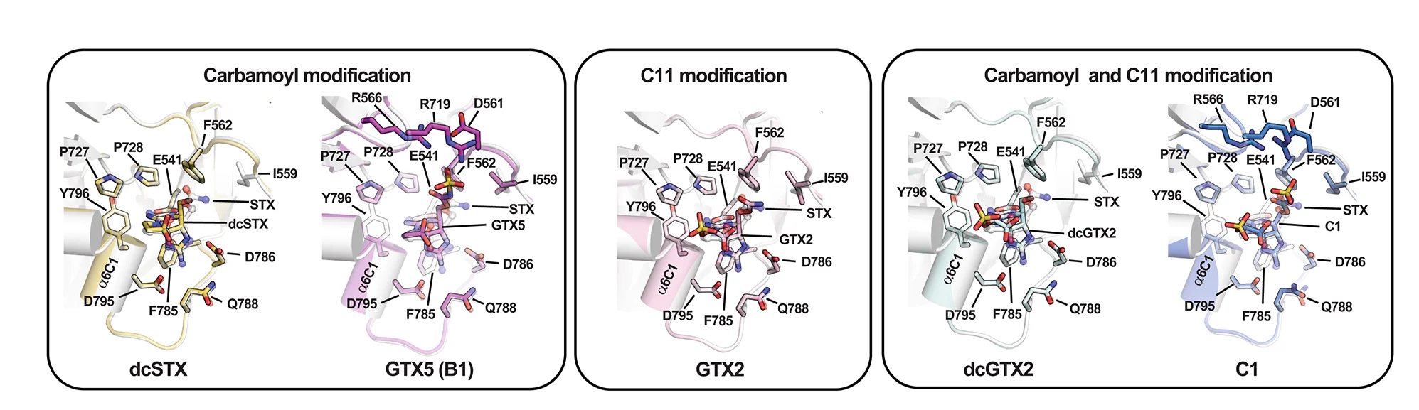 Open access visualization of Protein Structure, Chemical Structure, Toxin Binding Pocket, Np Sxph:STX, Np Sxph:STX Congeners