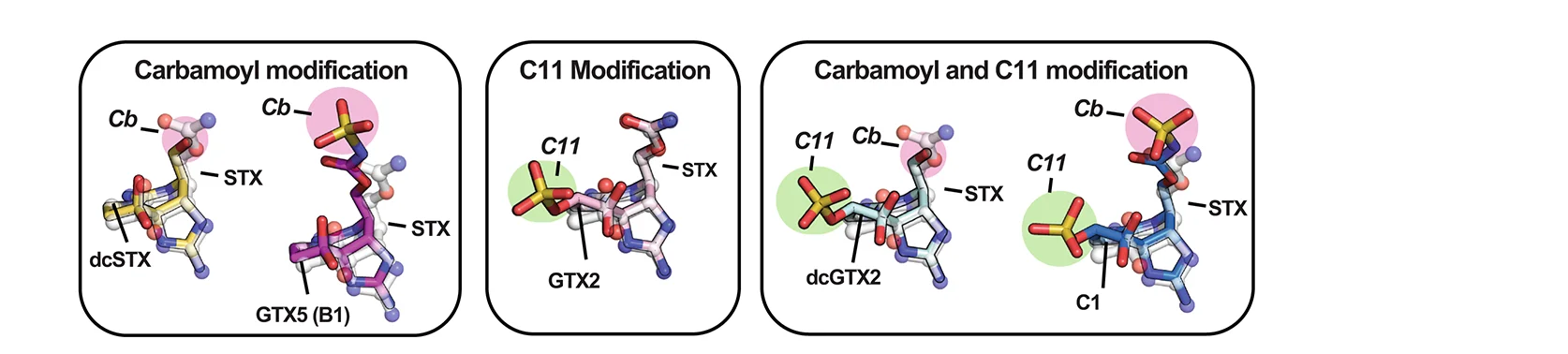Open access visualization of Chemical Structure, STX Congeners, STX, Np Sxph:STX, Modification Sites