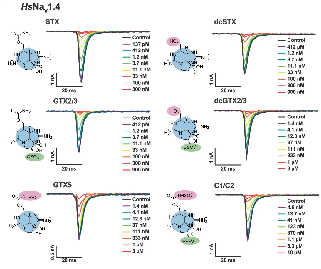 Open access visualization of Line Plot, Whole-Cell Patch Clamp, CHO Cells, STX Congener, STX