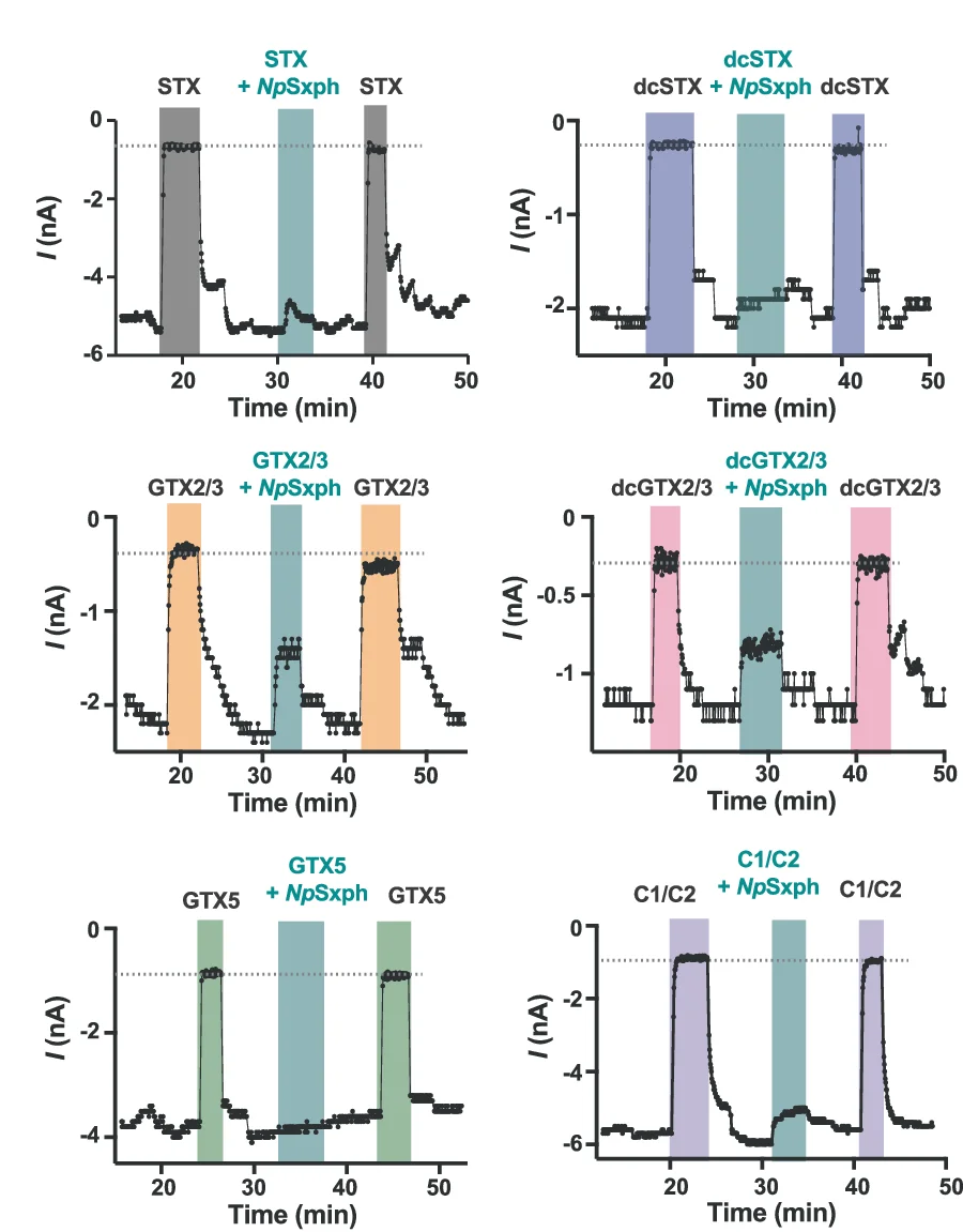 Open access visualization of Line Plot, Line Step, Whole-Cell Patch Clamp, Hs Na V 1.4, Peak Currents