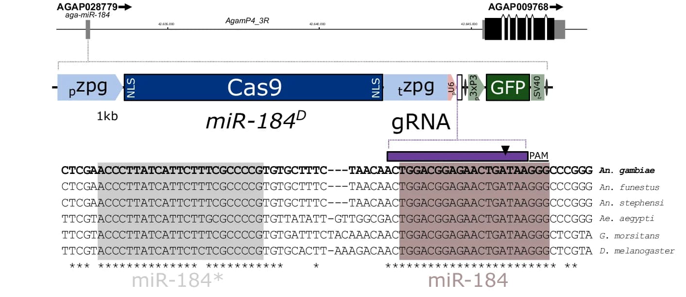 Open access visualization of Workflow, Illustration, Aga-miR-184, Locus Structure, Gene Drive