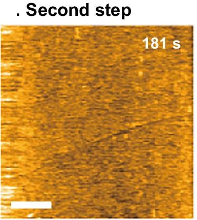 Open access visualization of Microscopy, HS-AFM, Fibrillation, Fibrils, HOPG