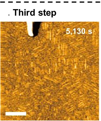 Open access visualization of Microscopy, HS-AFM, Fibrillation, Fibers, HOPG