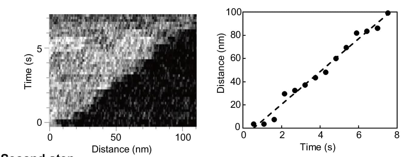 Open access visualization of Scatter Plot, Regression Plot, Heatmap, Kymograph, Sheet-like Structure