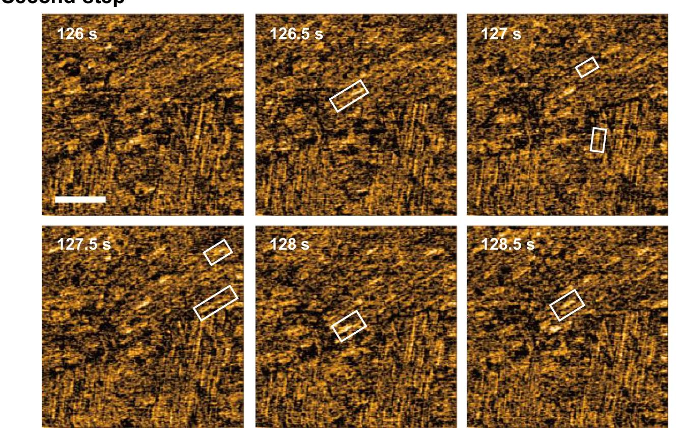 Open access visualization of Microscopy, HS-AFM Images, UC13, EMI-Tf 2 N, Fibrils