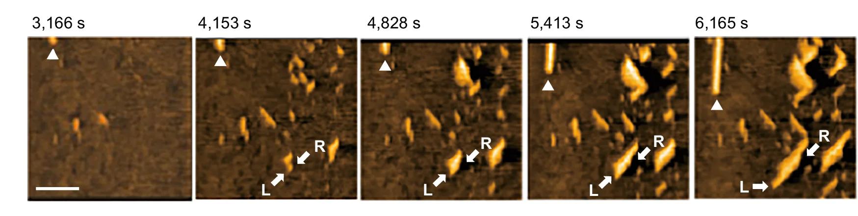 Open access visualization of Microscopy, Phase-Contrast HS-AFM Images, Thick Fibers, Elongation, UC13