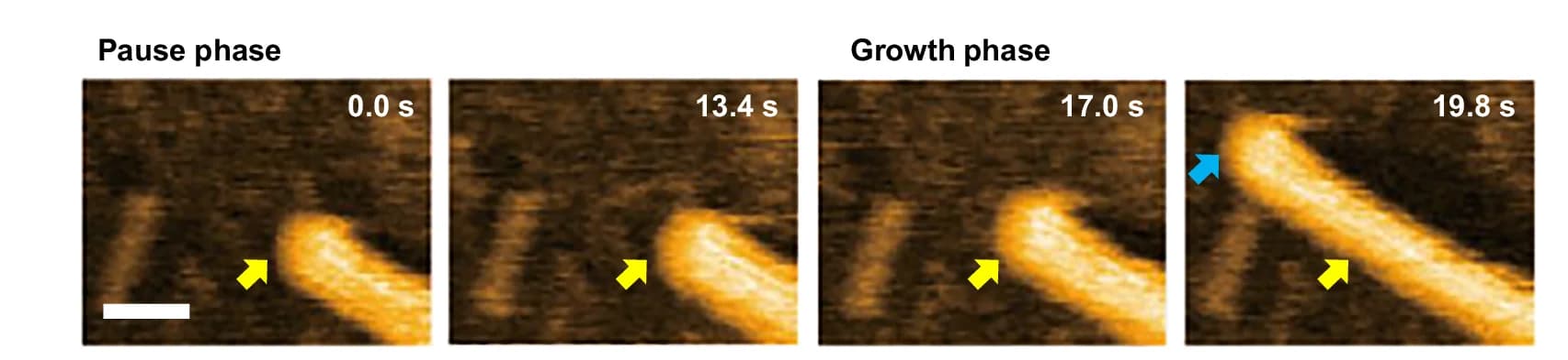Open access visualization of Microscopy, Phase-Contrast HS-AFM Images, Fiber End, UC13, EMI-Tf 2 N