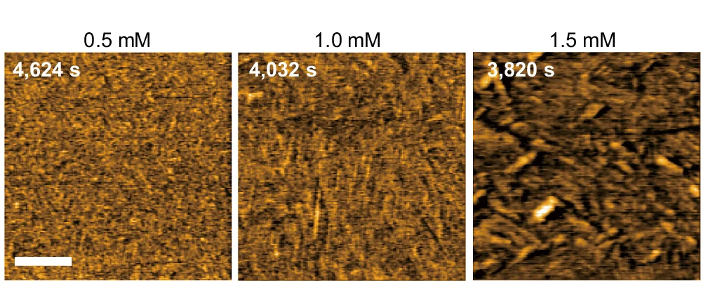 Open access visualization of Microscopy, AFM Images, UC13 Concentrations, Scale Bar