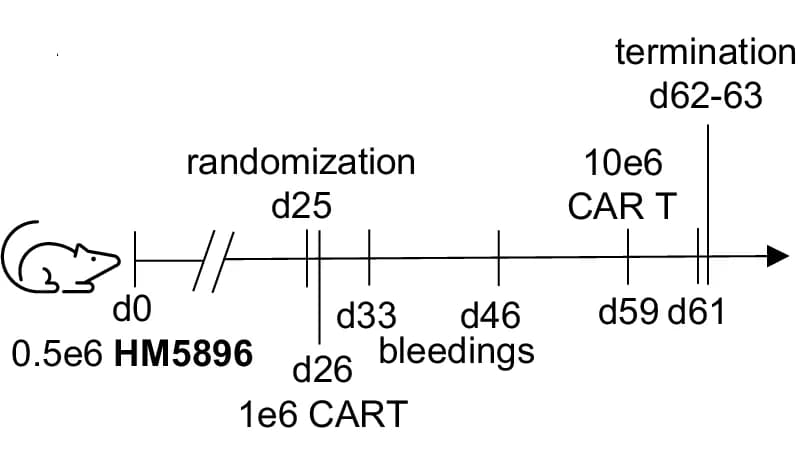 Open access visualization of Workflow, Murine Trial, CAR T Cells, UTD T Cells