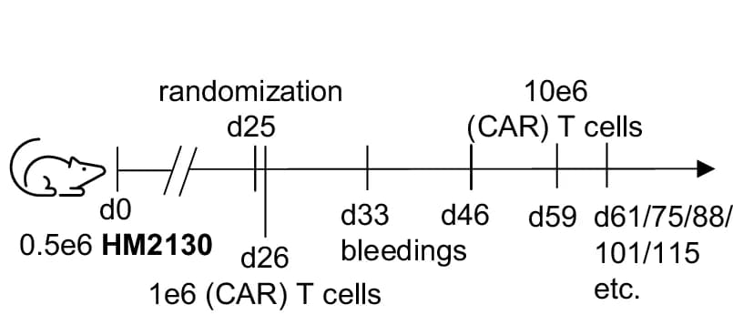 Open access visualization of Workflow, Murine, Trial Design, CAR T Cells, UTD T Cells