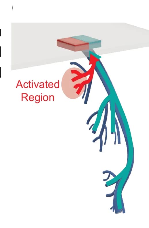 Open access visualization of Illustration, Neural Activation, Venous Perfusion, Imaging Slice