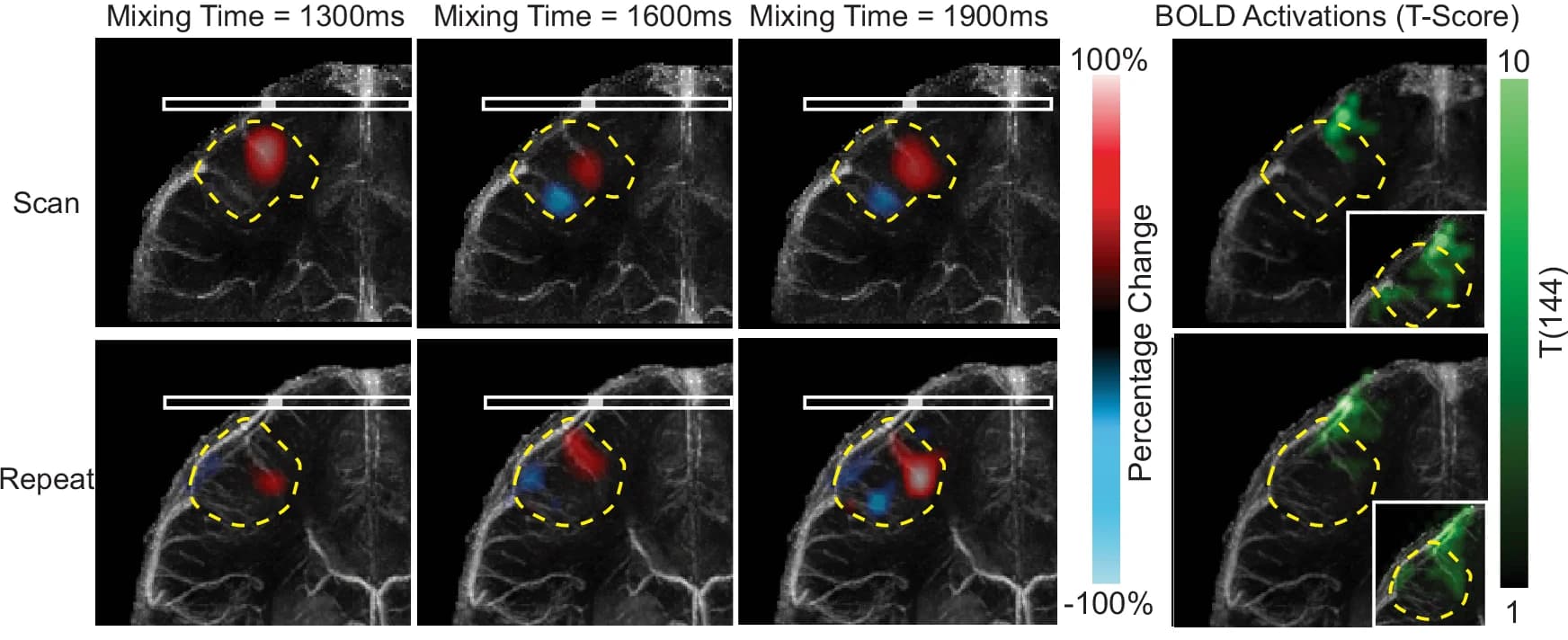 Open access visualization of Microscopy, Perfusion Source Maps, Mixing Times, Vein, Motor Cortex