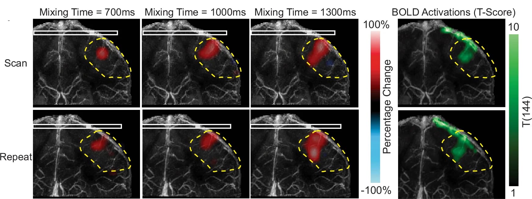 Open access visualization of Microscopy, Perfusion Source Maps, Mixing Times, Vein, Motor Cortex