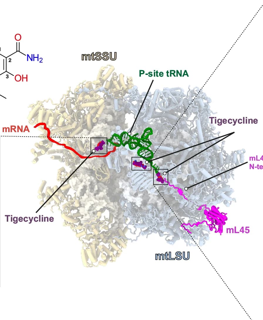 Open access visualization of Protein Structure, Chemical Structure, Tigecycline, Binding Sites, Human Mitoribosome