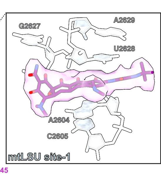 Open access visualization of Protein Structure, Chemical Structure, mtLSU Site-1, Tigecycline, Binding Site