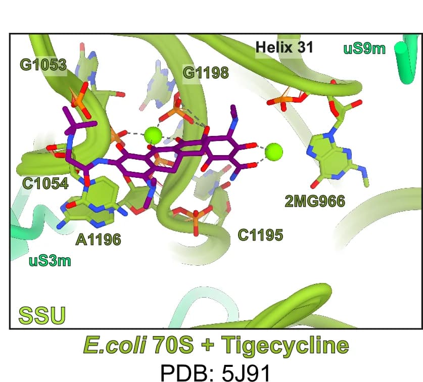 Open access visualization of Protein Structure, Chemical Structure, Tigecycline, PDB