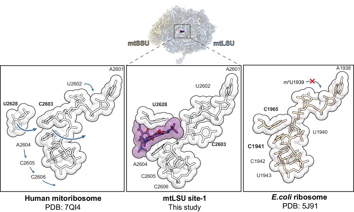 Open access visualization of Protein Structure, Chemical Structure, Tigecycline, mtLSU Site-1, Mitoribosome Recycling