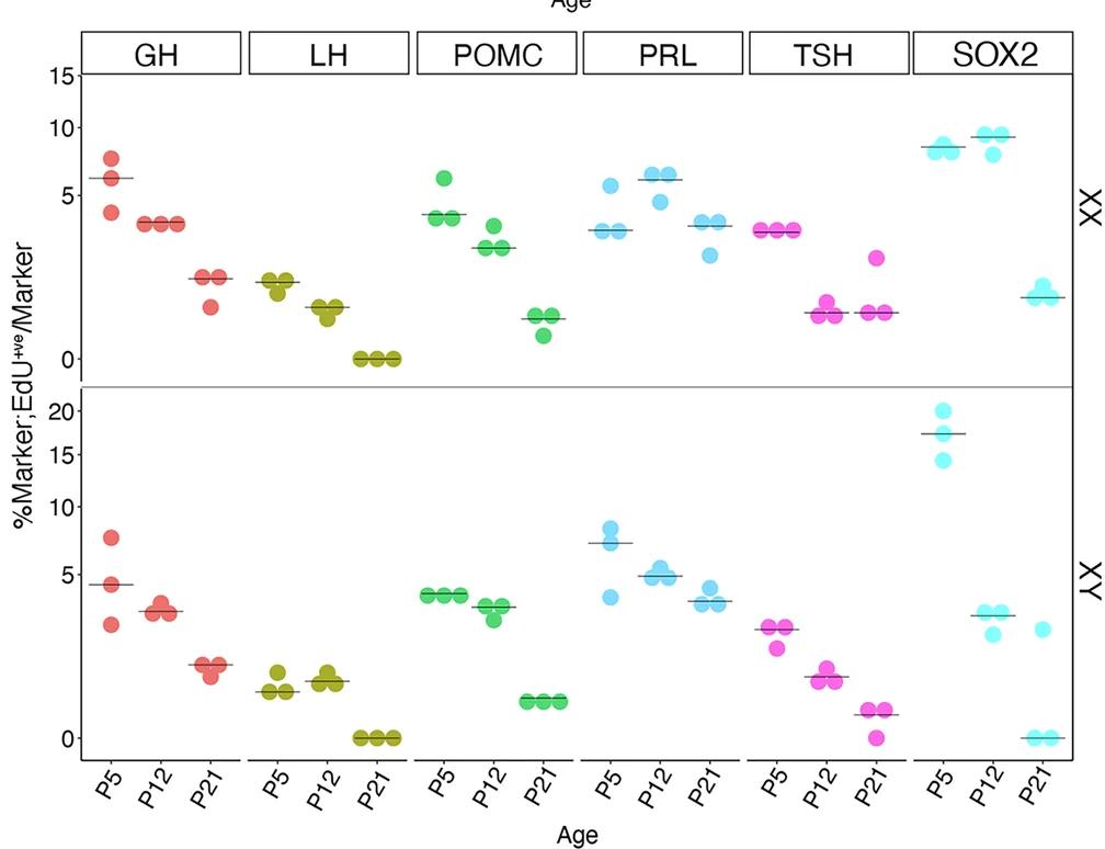 Open access visualization of Scatter Plot, EdU-positive Cells, Marker, EdU Pulse, Pituitary