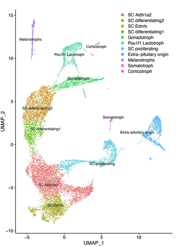 Open access visualization of Scatter Plot, UMAP, UMAP Clustering, SOX9iresGFP Cells, Male