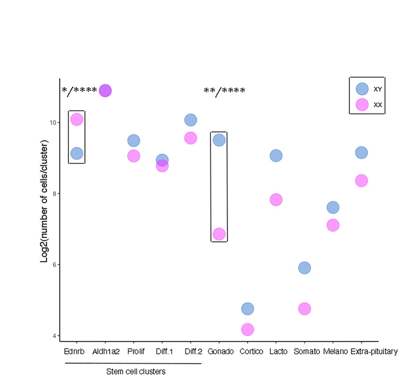 Open access visualization of Scatter Plot, Proportion Test, Male Cells, Female Cells, Ednrb Cells
