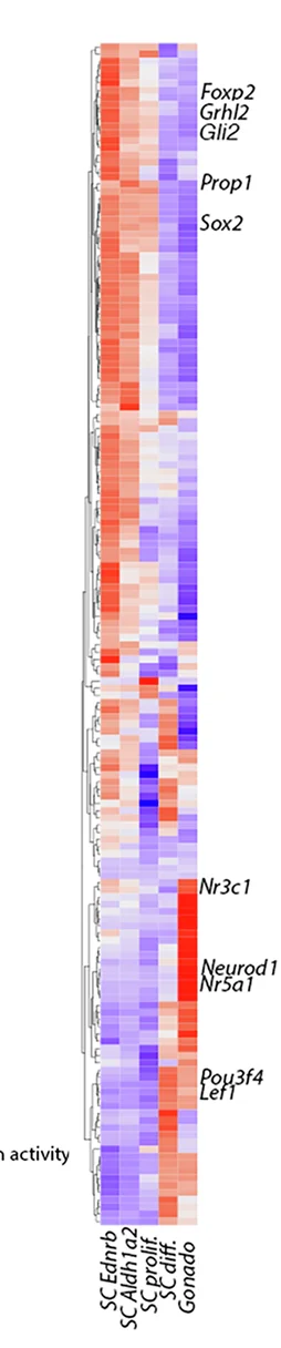 Open access visualization of Heatmap, Clustered, Regulons, Gonadotrophs, Pseudotime Trajectory