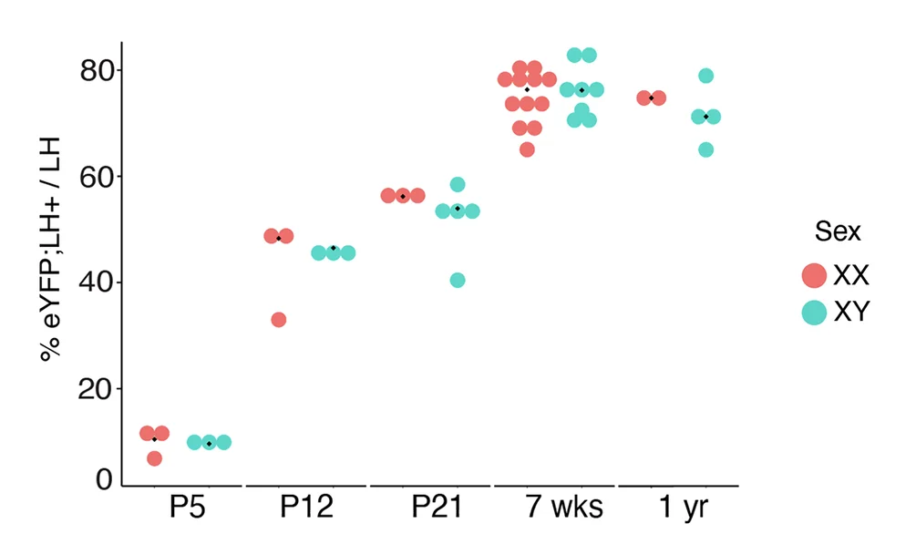 Open access visualization of Scatter Plot, Time Course, Postnatal Development, Stem Cell Contribution, Gonadotrophs