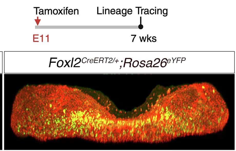 Open access visualization of Microscopy, eYFP, FSH, Immunofluorescence, Pituitary