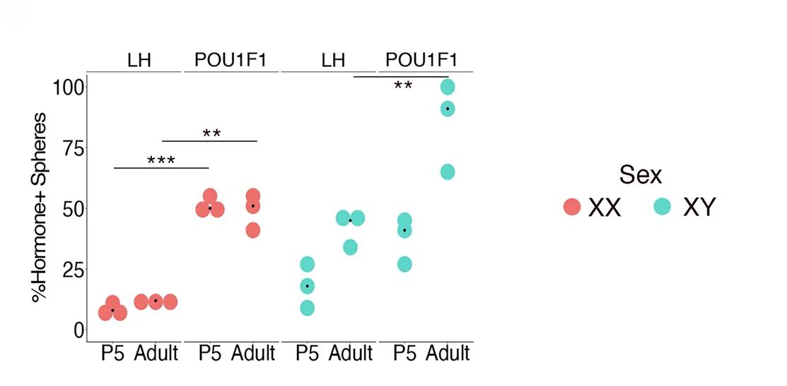 Open access visualization of Scatter Plot, Spheres, LH, POU1F1 Lineages Cells, Statistical Analysis