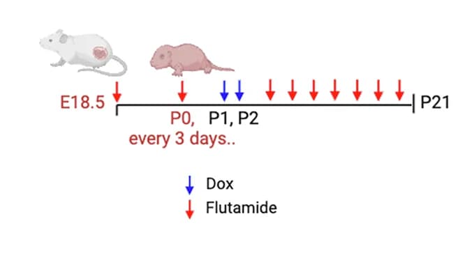 Open access visualization of Workflow, Illustration, Androgen Antagonist, Flutamide, Lineage Tracing