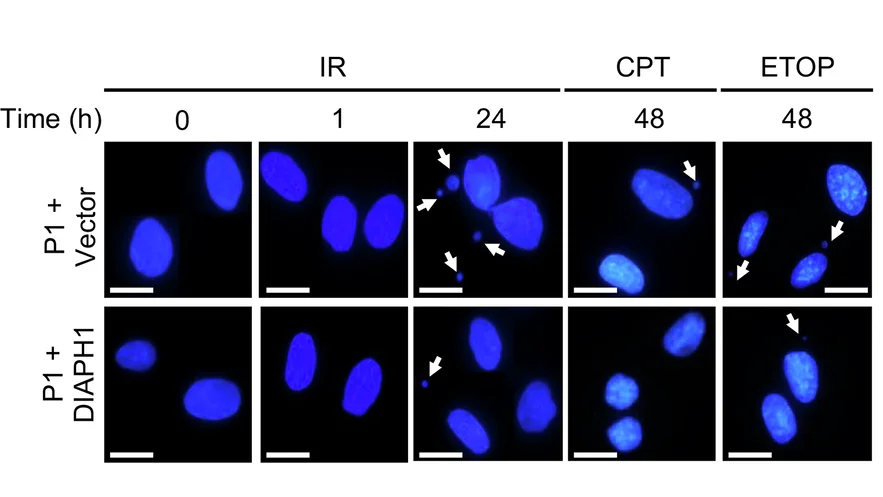 Open access visualization of Microscopy, Micronuclei, Cells, Irradiation, CPT