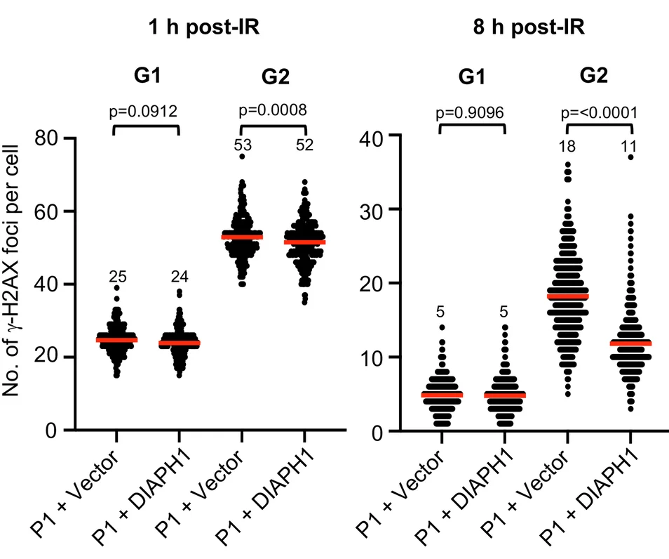 Open access visualization of Scatter Plot, DIAPH1-P1 Fibroblasts, Irradiation, Fixed/Permeabilised, Time Points