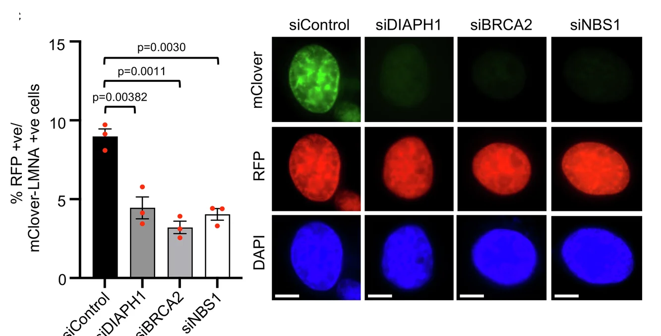 Open access visualization of Bar Plot, Error Bars, Microscopy, siRNA Transfected HeLa Cells, Plasmids
