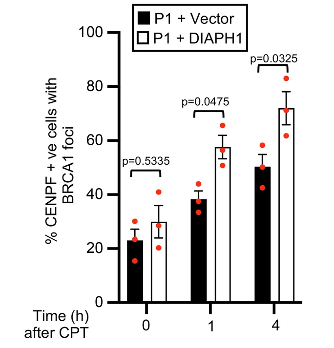 Open access visualization of Bar Plot, Clustered, Error Bars, Scatter Plot, DIAPH1-P1 Fibroblasts