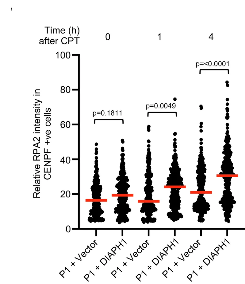 Open access visualization of Scatter Plot, DIAPH1-P1 Fibroblasts, CPT, Fixed/Permeabilised, RPA2