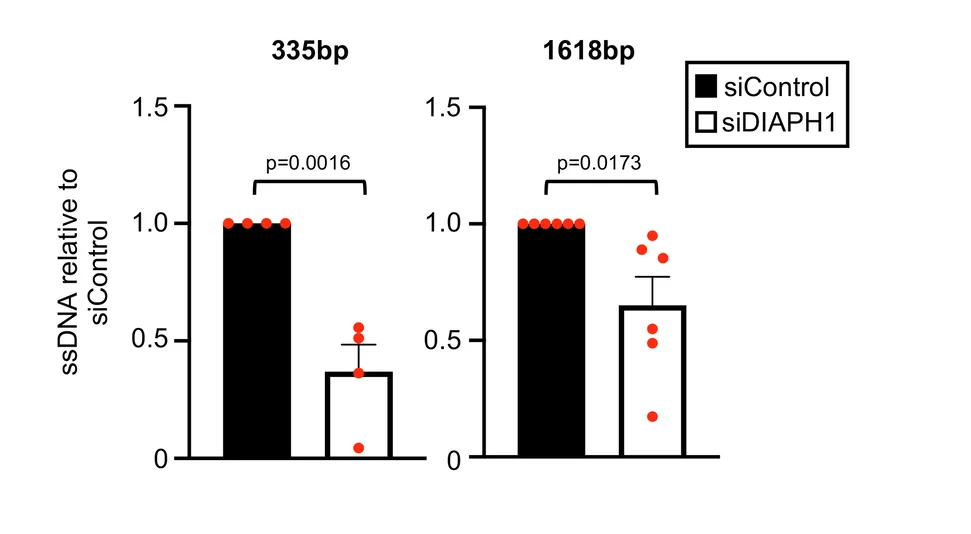 Open access visualization of Bar Plot, Error Bars, Scatter Plot, Asi S1-induced DSB, Chromosome 1