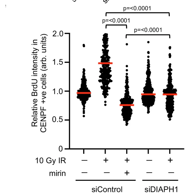 Open access visualization of Scatter Plot, siRNA, HeLa Cells, BrdU, IR