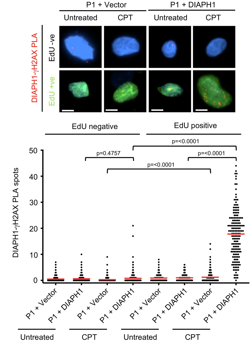 Open access visualization of Microscopy, Scatter Plot, DIAPH1-P1 Fibroblasts, EdU, CPT