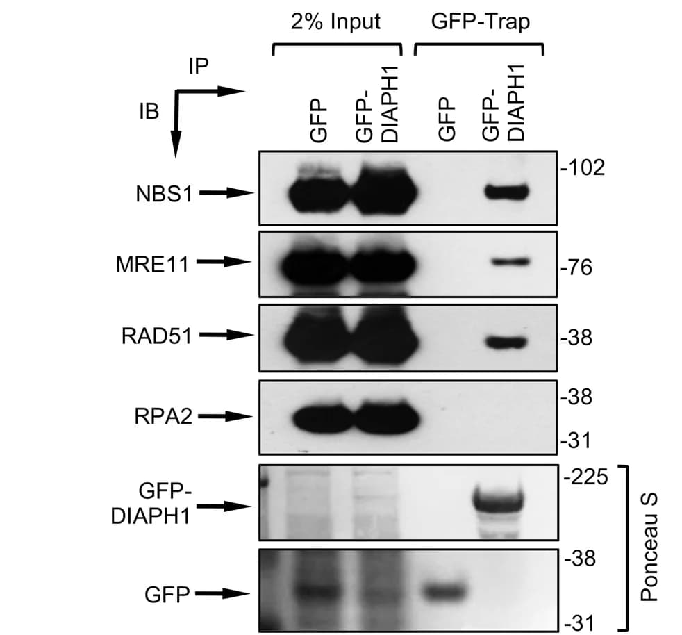 Open access visualization of Gel, GFP, GFP-DIAPH1, 293FT Cell Extracts, GFP-Trap