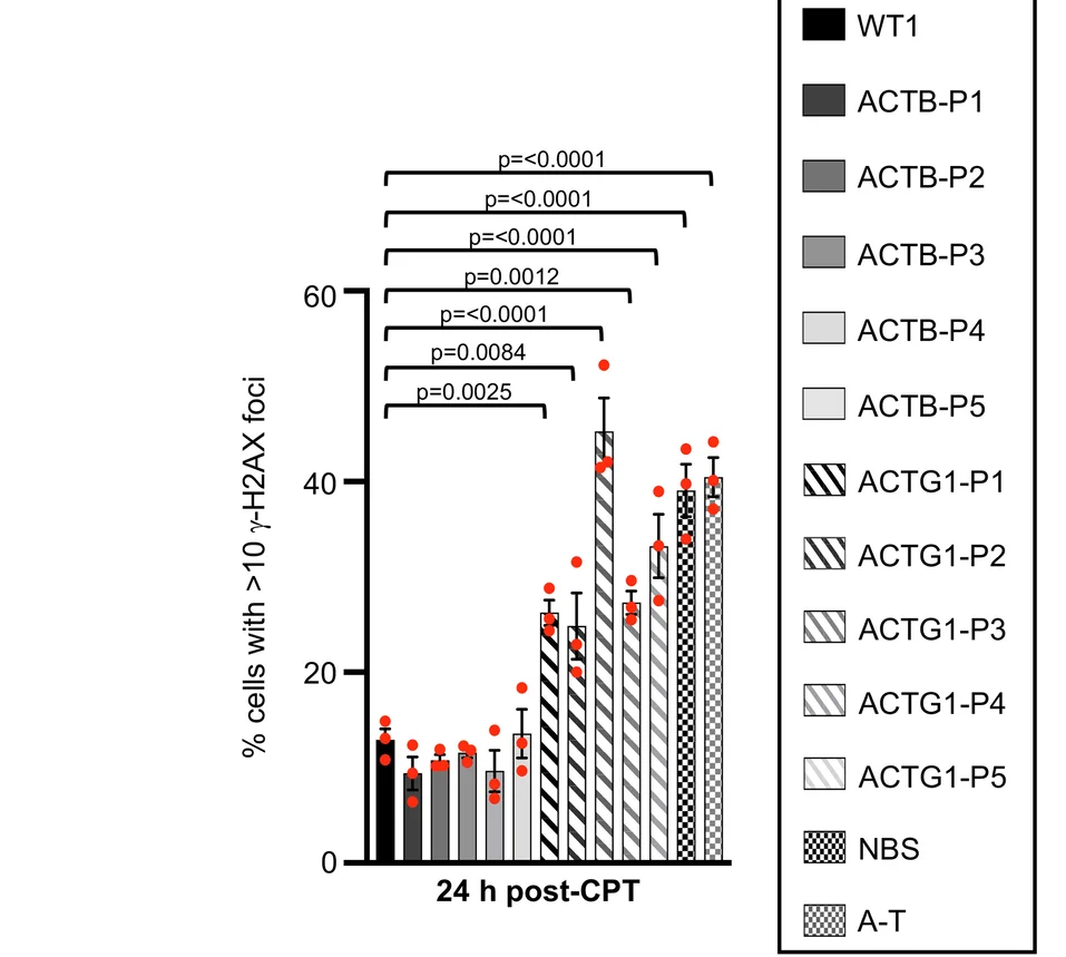 Open access visualization of Bar Plot, Error Bars, Gamma-H2AX Foci, Fibroblasts, ACTB Mutations