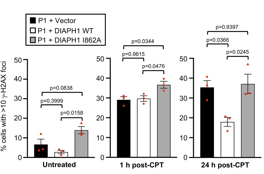 Open access visualization of Bar Plot, Error Bars, Clustered, Scatter Plot, Gamma-H2AX Foci