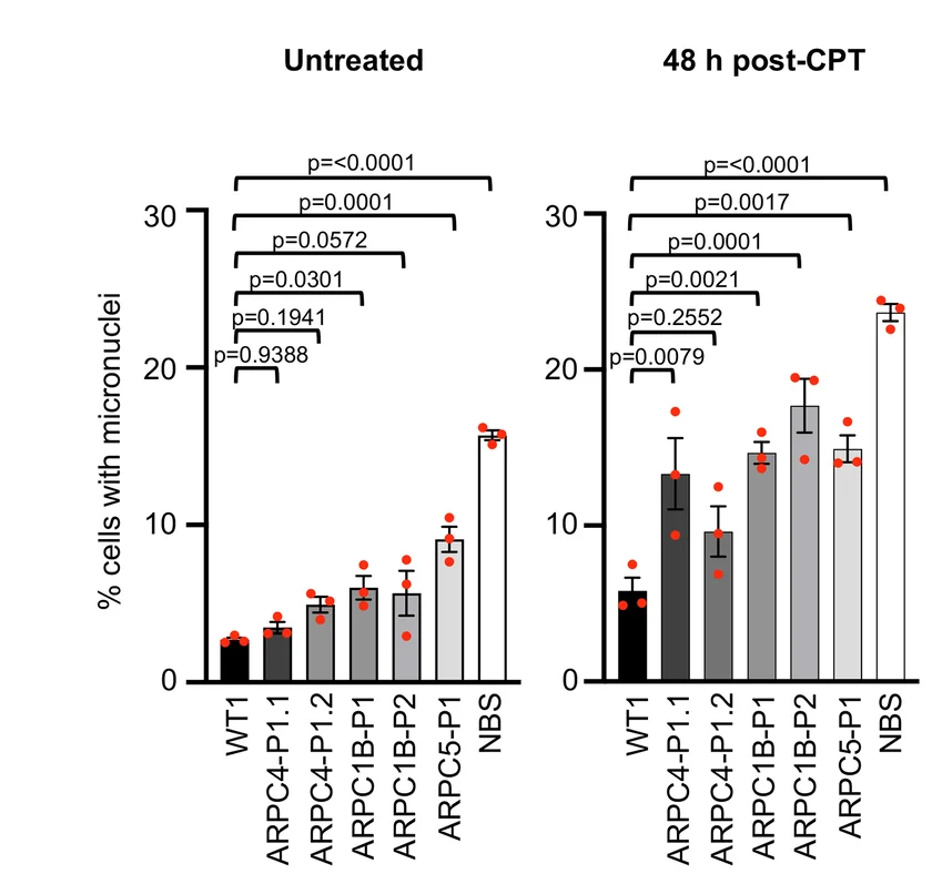 Open access visualization of Bar Plot, Error Bars, Micronuclei, Fibroblasts, ARPC1B Mutations