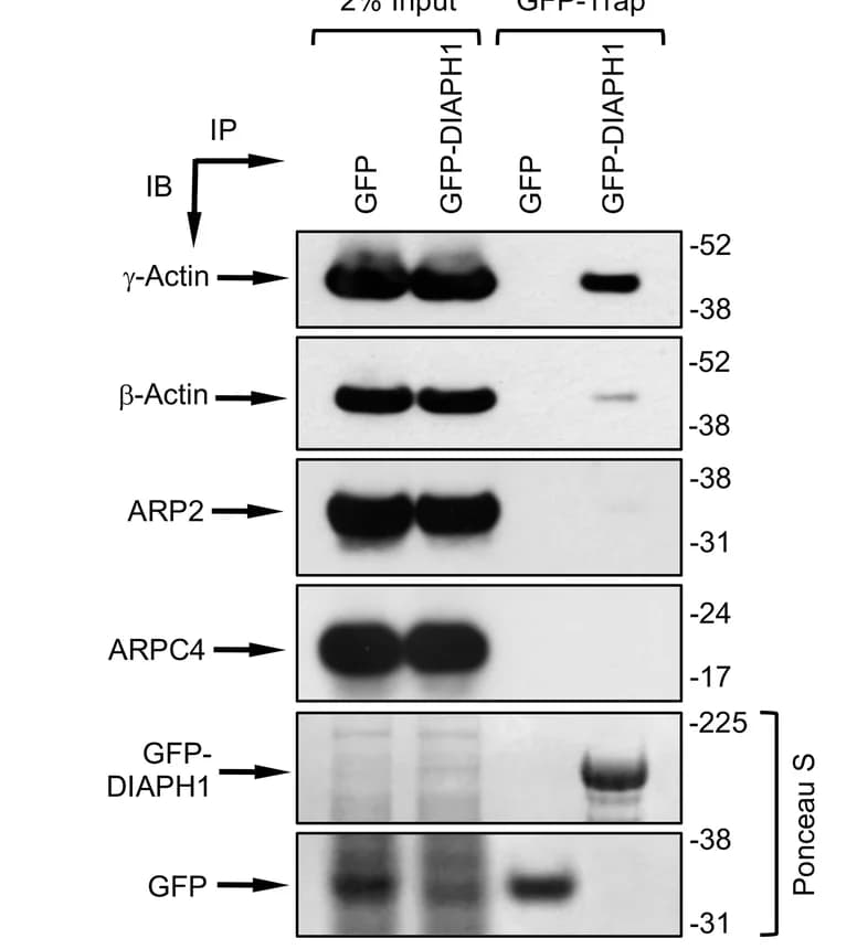 Open access visualization of Gel, GFP, GFP-DIAPH1, 293FT Cell Extracts, GFP-Trap